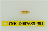 藏品(拉氏清溪蟹)的圖片